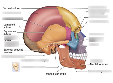 Labeling Bones Skull Lateral Diagram Quizlet