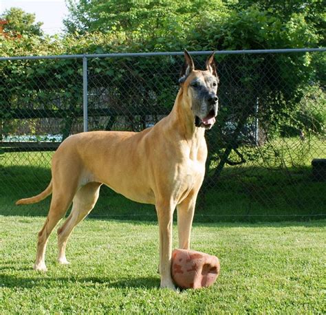 90 Best Female Great Dane Names