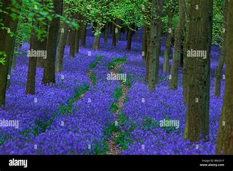 Bluebell Wood Path Through Bluebells England Uk Stock Photo Royalty