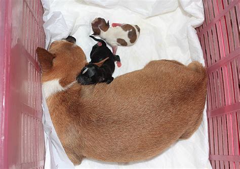 30 Dog C Section Stock Photos Pictures And Royalty Free Images Istock