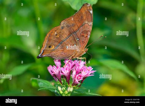 Autumn Leaf Butterfly Doleschallia Bisaltide Pratipa Feeding On Pink