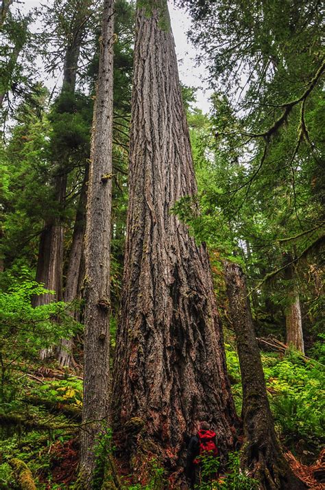 Lewis River Waterfalls – Just Peachy