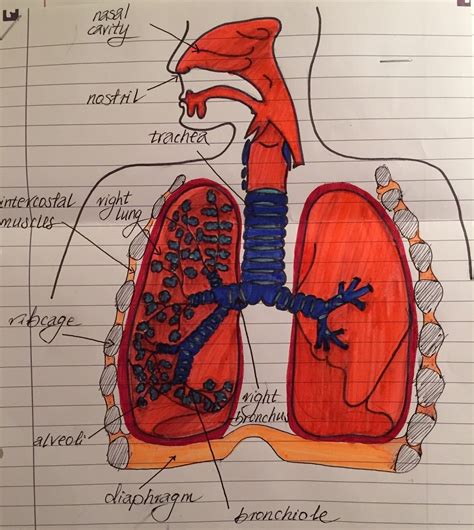 Respiratory System Diagram Detailed Draw A Labelled Diagram