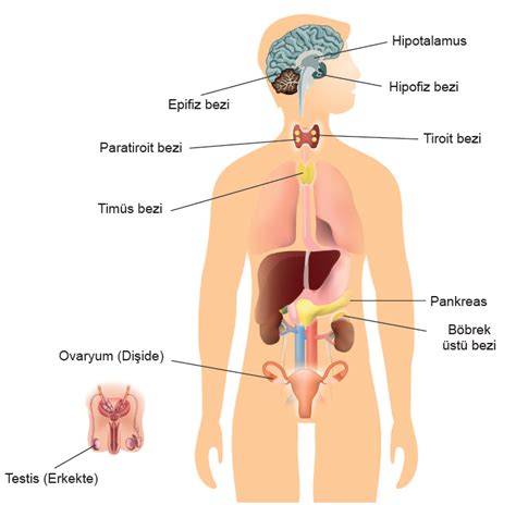 Endokrin Endokrina Systemet