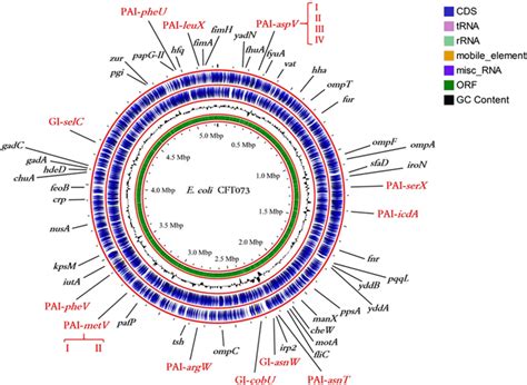 Map of the E. coli CFT073 genome. The pathogenicity islands (PAI) are... | Download Scientific ...