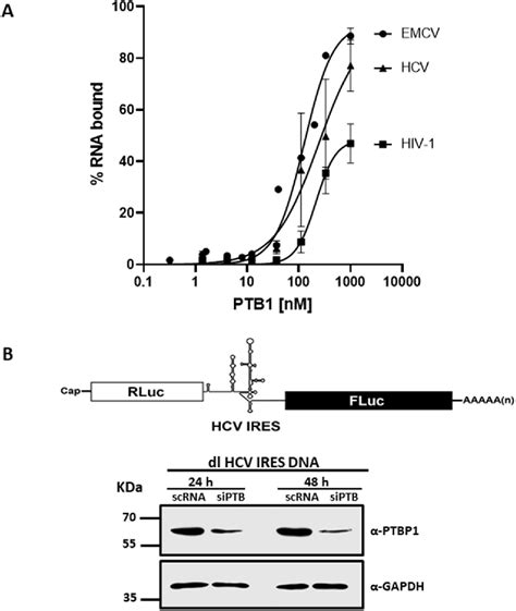 Figure 1 From Polypyrimidine Tract Binding Protein Isoforms