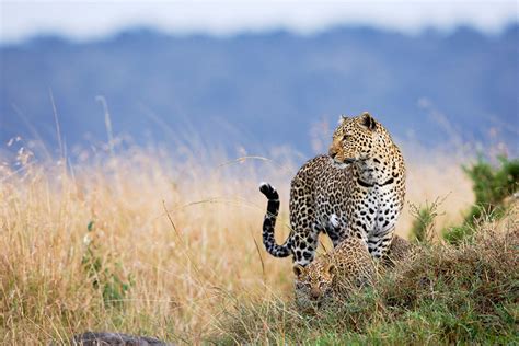 Maasai Mara National Reserve | ORYX Photo Tours