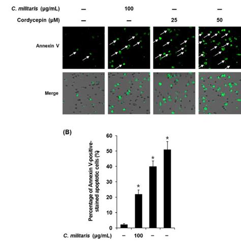 Effects Of Cordyceps Militaris Concentrate And Cordycepin On Mcf