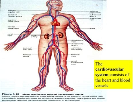 Ch Mader Cardiovascular System Heart And Blood Vessels Flashcards