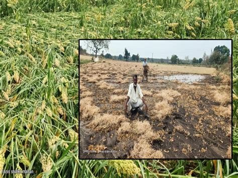 अकोला जिल्ह्याला अवकाळी पाऊस व गारपीटचा तडाखा रब्बी पिकांचे नुकसान