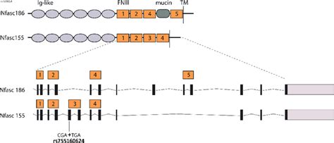 Schematic View Of The Domain Structure Of Neuronal And Glial Human