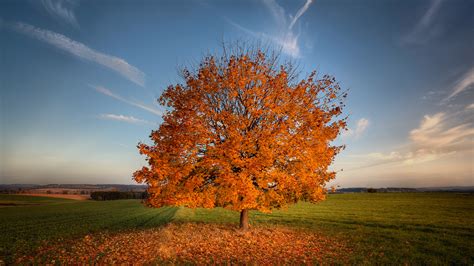 1920x1080 Field Tree Autumn Fields Foliage Nature Coolwallpapers Me