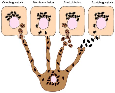 Ijms Free Full Text Melanins Journey From Melanocytes To