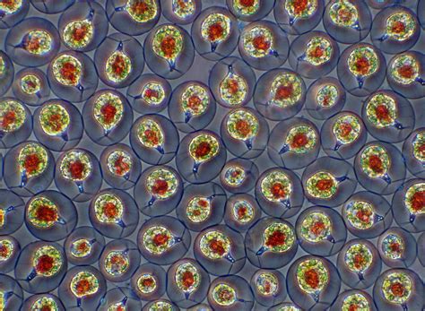 Extraordinary microscope images