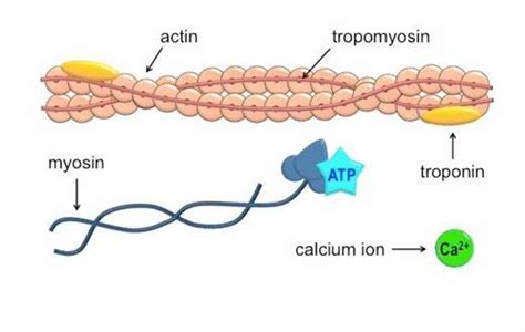 The Filaments Of Myofibril Are Made Up Of A Actin Troponin