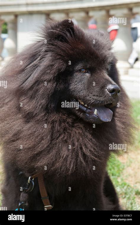 Dark brown coat Chow Chow Stock Photo - Alamy