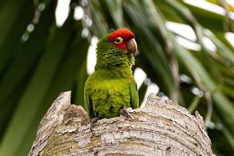 Red Masked Parakeet Miami Fl V P Guzman Flickr