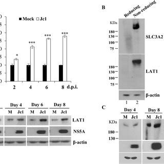 Slc A Lat Complex Is Upregulated By Hcv Infection A Huh Cells