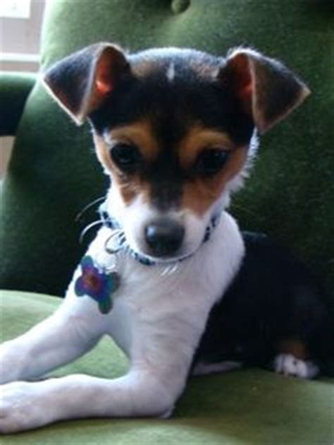 Jack Chi (Jack Russell Terrier x Chihuahua Mix) Info, Temperament, Pictures