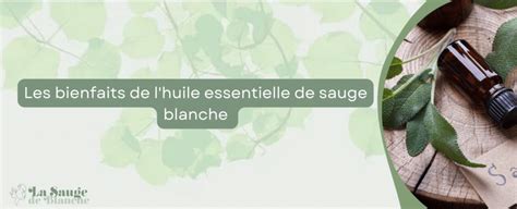 Les Bienfaits De L Huile Essentielle De Sauge Blanche