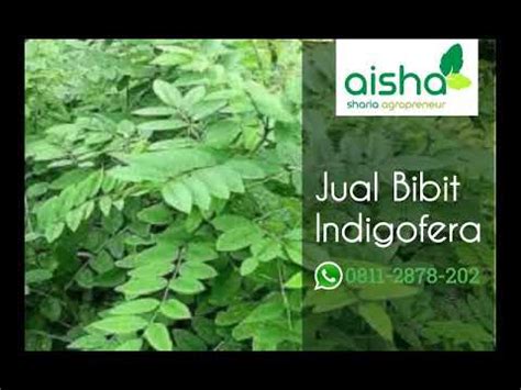 Jual Jual Bibit Indigofera Di Malang Tanaman Pakan