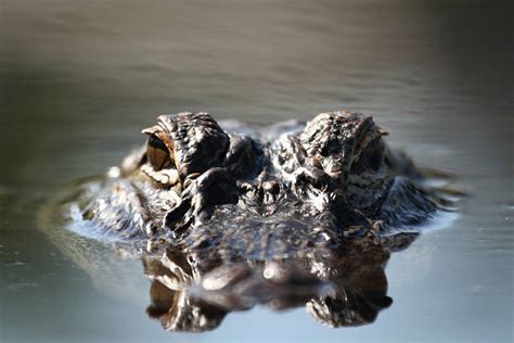 45300 Aligator Foto Stok Potret And Gambar Bebas Royalti Istock