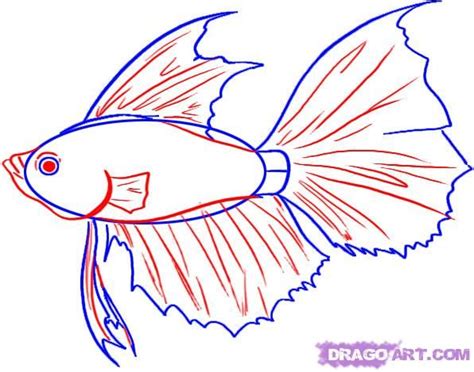 How To Draw A Betta By Dawn Fish Sketch Drawn Fish