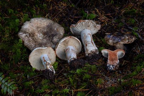 Russula Dissimulans The Ultimate Mushroom Guide