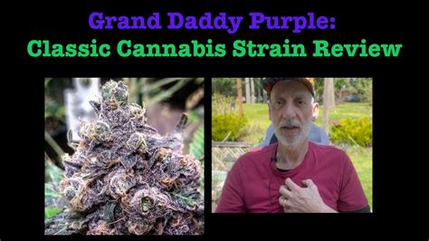 Grand Daddy Purple Strain The Best Cannabis Strain Review Youtube