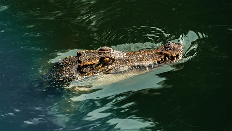 Video Cocodrilo Se Pasea En La Laguna Negra De Puerto Marqu S En