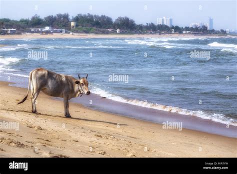 Kovalam Beach Covelong Chennai Tamil Nadu India Stock Photo Alamy