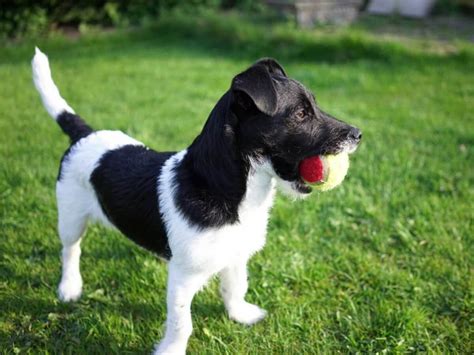 Patterdale Terrier Cross Jack Russell