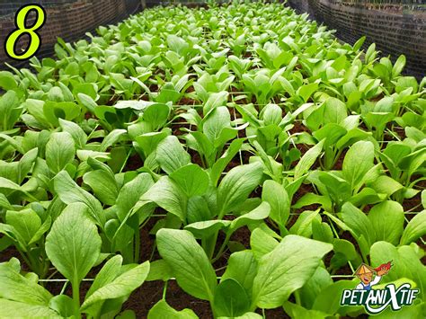 Tanam Sayur Tepi Rumah Ikut Kaedah Ini Tanam Sayur Apa Pun Boleh Tapi