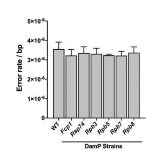 Figure S2 Knock Down Of Various Essential RNAPII Subunits Does Not