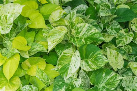 Trasforma La Tua Casa In Un Oasi Verde Moltiplica Il Pothos In Inverno