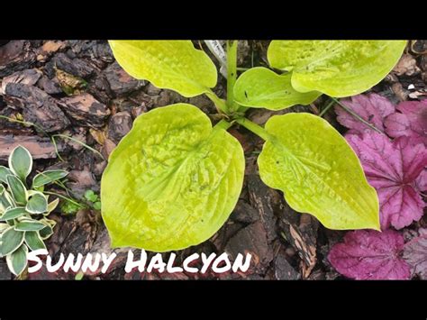 Хоста Санни Хальцион (Sunny Halcyon) купить в Нур-Султане, доставка ...