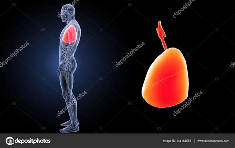 Human Heart Lungs Stock Photo by ©sciencepics 144154553