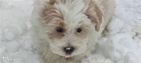 Piesek Maltipoo Z Metryczk Marki Olx Pl