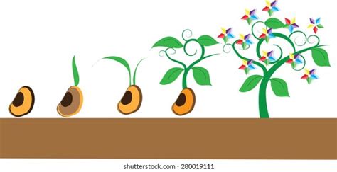 Timeline Infographic Planting Tree Process Flat Stock Vector Royalty