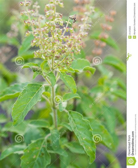 Closeup Fresh Herb Called Thai Holy Basil Ocimum Stock Image Image