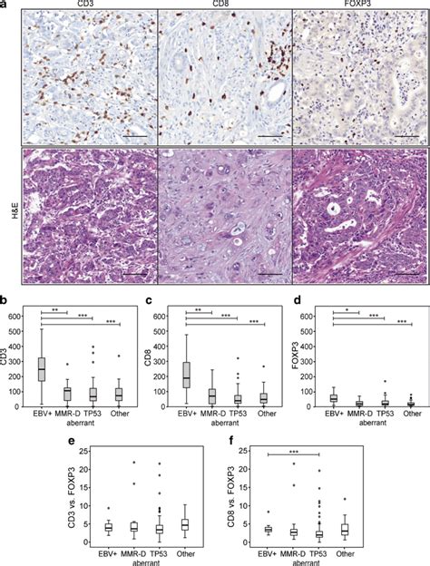 Cd Cd And Foxp T Lymphocytes In Four Molecular Subtypes Of