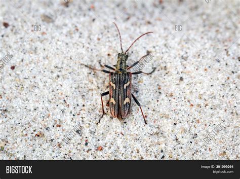 Beetles Variety Colors Image & Photo (Free Trial) | Bigstock