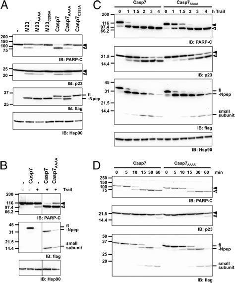 Caspase 7 Uses An Exosite To Promote Poly ADP Ribose Polymerase 1