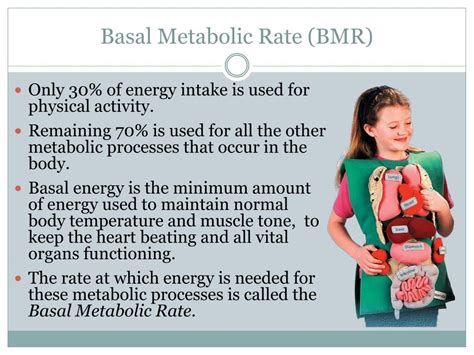 Basal Metabolic Rate And Factors Affecting BMR Presentation