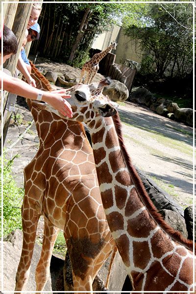 Top 11 Best Zoos in the USA for Fun Family Adventures