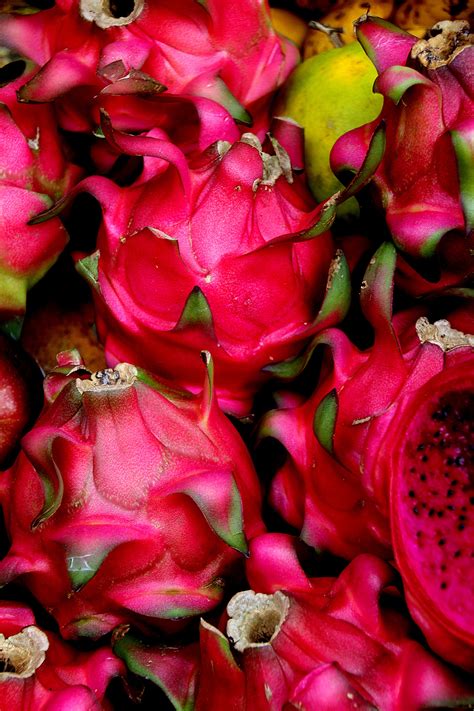 Gambar Mekar Menanam Daun Bunga Kuliner Menghasilkan Warna Warni Berwarna Merah Muda