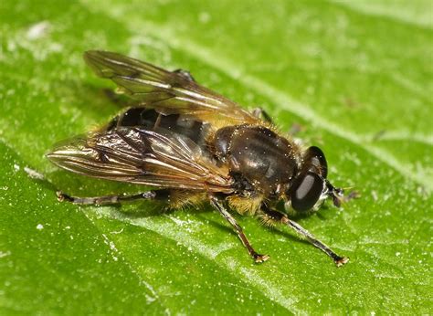 Imik Trz Sawiskowy Chalcosyrphus Eunotus Naznaczony Kategori Cr