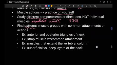 Axial Musculature Erector Spinae Deep Hip Flexors And Quadratus