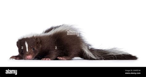 Baby striped skunk Cut Out Stock Images & Pictures - Alamy