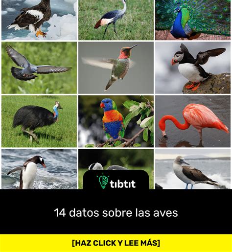 Sab As Que Datos Sobre Las Aves Curiosidades Datos Curiosos